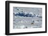 Norway. Svalbard. Hinlopen Strait. Polar Bear Walking on the Drift Ice-Inger Hogstrom-Framed Photographic Print