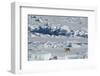 Norway. Svalbard. Hinlopen Strait. Polar Bear Walking on the Drift Ice-Inger Hogstrom-Framed Photographic Print