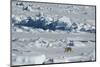 Norway. Svalbard. Hinlopen Strait. Polar Bear Walking on the Drift Ice-Inger Hogstrom-Mounted Photographic Print