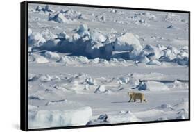 Norway. Svalbard. Hinlopen Strait. Polar Bear Walking on the Drift Ice-Inger Hogstrom-Framed Stretched Canvas
