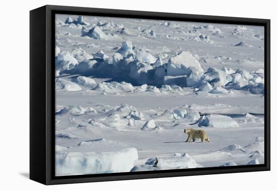 Norway. Svalbard. Hinlopen Strait. Polar Bear Walking on the Drift Ice-Inger Hogstrom-Framed Stretched Canvas