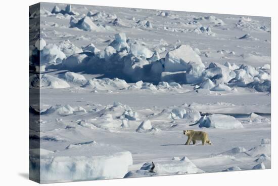 Norway. Svalbard. Hinlopen Strait. Polar Bear Walking on the Drift Ice-Inger Hogstrom-Stretched Canvas