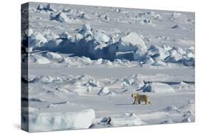 Norway. Svalbard. Hinlopen Strait. Polar Bear Walking on the Drift Ice-Inger Hogstrom-Stretched Canvas