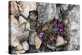 Norway. Svalbard. Kongsfjorden. Saxifrage Growing Amidst the Rocks-Inger Hogstrom-Stretched Canvas