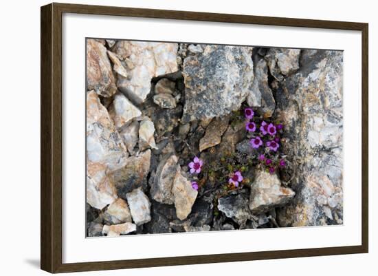 Norway. Svalbard. Kongsfjorden. Saxifrage Growing Amidst the Rocks-Inger Hogstrom-Framed Photographic Print