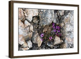 Norway. Svalbard. Kongsfjorden. Saxifrage Growing Amidst the Rocks-Inger Hogstrom-Framed Photographic Print