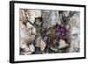 Norway. Svalbard. Kongsfjorden. Saxifrage Growing Amidst the Rocks-Inger Hogstrom-Framed Photographic Print