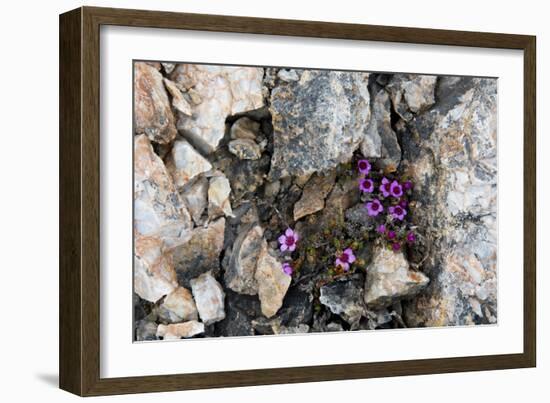 Norway. Svalbard. Kongsfjorden. Saxifrage Growing Amidst the Rocks-Inger Hogstrom-Framed Photographic Print