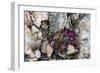 Norway. Svalbard. Kongsfjorden. Saxifrage Growing Amidst the Rocks-Inger Hogstrom-Framed Photographic Print