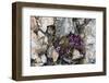 Norway. Svalbard. Kongsfjorden. Saxifrage Growing Amidst the Rocks-Inger Hogstrom-Framed Photographic Print