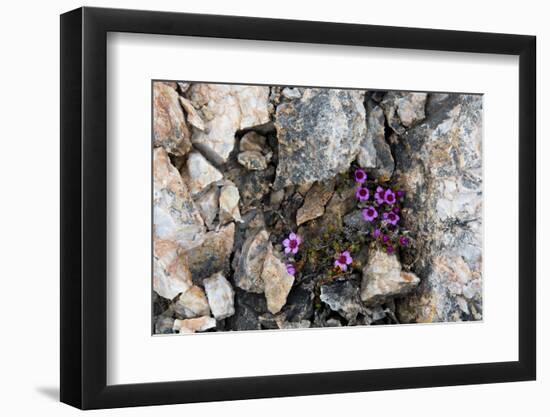 Norway. Svalbard. Kongsfjorden. Saxifrage Growing Amidst the Rocks-Inger Hogstrom-Framed Photographic Print