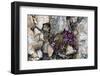 Norway. Svalbard. Kongsfjorden. Saxifrage Growing Amidst the Rocks-Inger Hogstrom-Framed Photographic Print