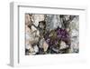 Norway. Svalbard. Kongsfjorden. Saxifrage Growing Amidst the Rocks-Inger Hogstrom-Framed Photographic Print