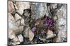 Norway. Svalbard. Kongsfjorden. Saxifrage Growing Amidst the Rocks-Inger Hogstrom-Mounted Photographic Print