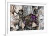 Norway. Svalbard. Kongsfjorden. Saxifrage Growing Amidst the Rocks-Inger Hogstrom-Framed Photographic Print