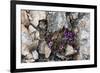 Norway. Svalbard. Kongsfjorden. Saxifrage Growing Amidst the Rocks-Inger Hogstrom-Framed Photographic Print