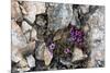 Norway. Svalbard. Kongsfjorden. Saxifrage Growing Amidst the Rocks-Inger Hogstrom-Mounted Photographic Print