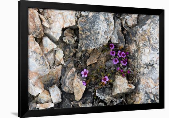 Norway. Svalbard. Kongsfjorden. Saxifrage Growing Amidst the Rocks-Inger Hogstrom-Framed Photographic Print