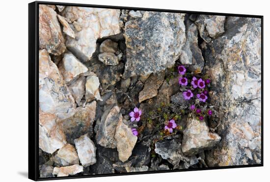 Norway. Svalbard. Kongsfjorden. Saxifrage Growing Amidst the Rocks-Inger Hogstrom-Framed Stretched Canvas