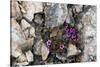 Norway. Svalbard. Kongsfjorden. Saxifrage Growing Amidst the Rocks-Inger Hogstrom-Stretched Canvas
