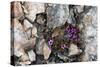 Norway. Svalbard. Kongsfjorden. Saxifrage Growing Amidst the Rocks-Inger Hogstrom-Stretched Canvas