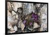 Norway. Svalbard. Kongsfjorden. Saxifrage Growing Amidst the Rocks-Inger Hogstrom-Framed Photographic Print