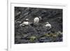 Norway. Svalbard. Krossfjord. Nesting Colony of Puffins-Inger Hogstrom-Framed Photographic Print