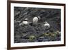 Norway. Svalbard. Krossfjord. Nesting Colony of Puffins-Inger Hogstrom-Framed Photographic Print