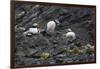 Norway. Svalbard. Krossfjord. Nesting Colony of Puffins-Inger Hogstrom-Framed Photographic Print