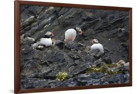 Norway. Svalbard. Krossfjord. Nesting Colony of Puffins-Inger Hogstrom-Framed Photographic Print