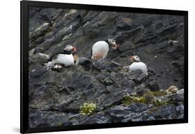 Norway. Svalbard. Krossfjord. Nesting Colony of Puffins-Inger Hogstrom-Framed Photographic Print