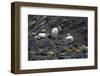 Norway. Svalbard. Krossfjord. Nesting Colony of Puffins-Inger Hogstrom-Framed Photographic Print