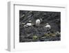 Norway. Svalbard. Krossfjord. Nesting Colony of Puffins-Inger Hogstrom-Framed Photographic Print