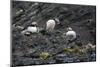 Norway. Svalbard. Krossfjord. Nesting Colony of Puffins-Inger Hogstrom-Mounted Photographic Print