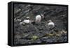 Norway. Svalbard. Krossfjord. Nesting Colony of Puffins-Inger Hogstrom-Framed Stretched Canvas