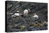 Norway. Svalbard. Krossfjord. Nesting Colony of Puffins-Inger Hogstrom-Stretched Canvas
