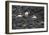 Norway. Svalbard. Krossfjord. Nesting Colony of Puffins-Inger Hogstrom-Framed Photographic Print