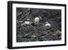 Norway. Svalbard. Krossfjord. Nesting Colony of Puffins-Inger Hogstrom-Framed Photographic Print