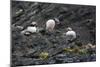 Norway. Svalbard. Krossfjord. Nesting Colony of Puffins-Inger Hogstrom-Mounted Photographic Print