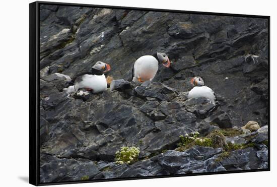 Norway. Svalbard. Krossfjord. Nesting Colony of Puffins-Inger Hogstrom-Framed Stretched Canvas