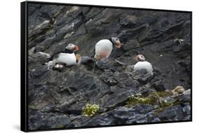 Norway. Svalbard. Krossfjord. Nesting Colony of Puffins-Inger Hogstrom-Framed Stretched Canvas