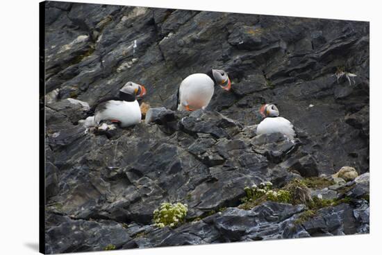 Norway. Svalbard. Krossfjord. Nesting Colony of Puffins-Inger Hogstrom-Stretched Canvas