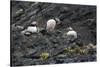 Norway. Svalbard. Krossfjord. Nesting Colony of Puffins-Inger Hogstrom-Stretched Canvas