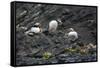 Norway. Svalbard. Krossfjord. Nesting Colony of Puffins-Inger Hogstrom-Framed Stretched Canvas