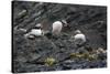 Norway. Svalbard. Krossfjord. Nesting Colony of Puffins-Inger Hogstrom-Stretched Canvas