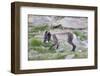 Norway, Svalbard, Longyearbyen, Arctic Fox with Eider Duck Egg-Ellen Goff-Framed Photographic Print