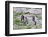 Norway, Svalbard, Longyearbyen, Arctic Fox with Eider Duck Egg-Ellen Goff-Framed Photographic Print