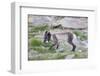 Norway, Svalbard, Longyearbyen, Arctic Fox with Eider Duck Egg-Ellen Goff-Framed Photographic Print