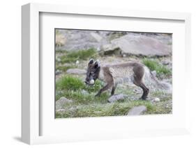 Norway, Svalbard, Longyearbyen, Arctic Fox with Eider Duck Egg-Ellen Goff-Framed Photographic Print