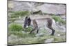 Norway, Svalbard, Longyearbyen, Arctic Fox with Eider Duck Egg-Ellen Goff-Mounted Photographic Print